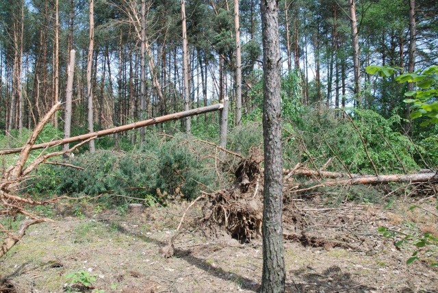 Obecnie są prowadzone prace przy usuwaniu szkód.