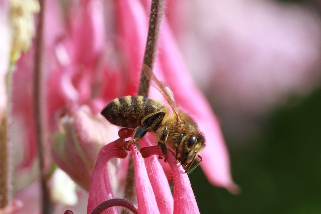 Musimy chronić pszczoły. Gdyby wyginęły, ludzkość czekałaby plaga głodu.