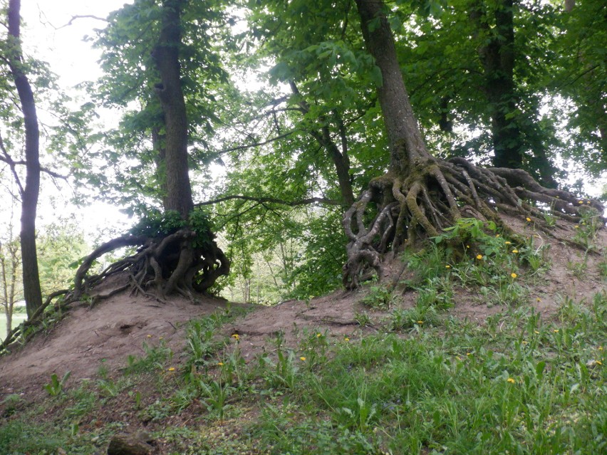 W parku w Żołędowie rosną okazałe drzewa