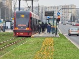 Zieleń miejska w Łodzi. W parkach, przy ulicach, torowiskach tramwajowych kwitną tysiące krokusów. A będzie ich jeszcze więcej