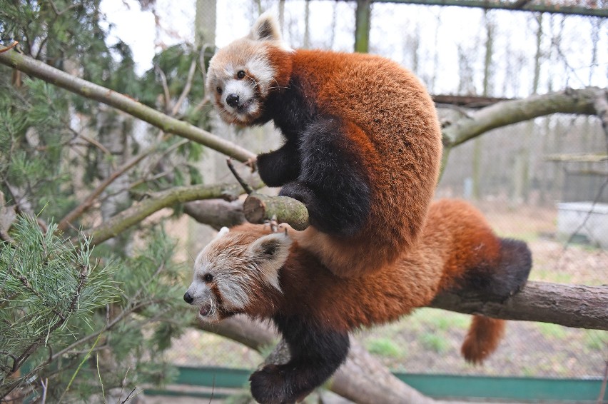 Małe pandy zamieszkały w zoo