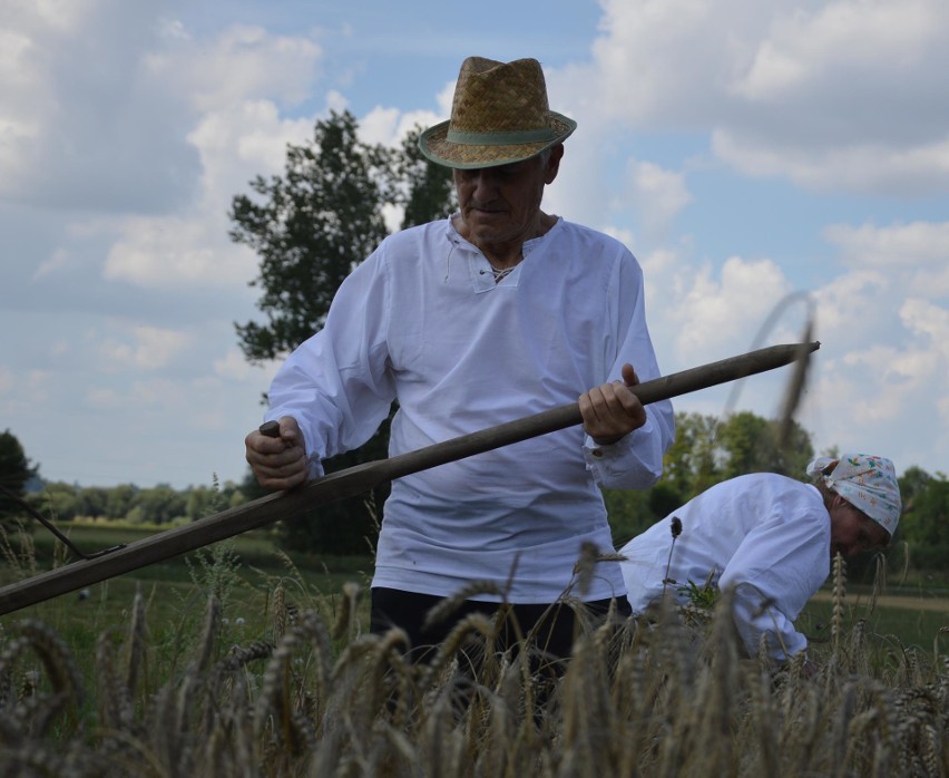 Na polach pracują kombajny, a w Ostrowie wyciągnęli z lamusa sierpy i kosy