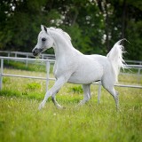 Pride Of Poland: Wszyscy dziś patrzą na stadninę. Chodzi nie tylko o konie arabskie