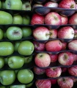 Darmowe jabłka w gminie Kluczewsko 