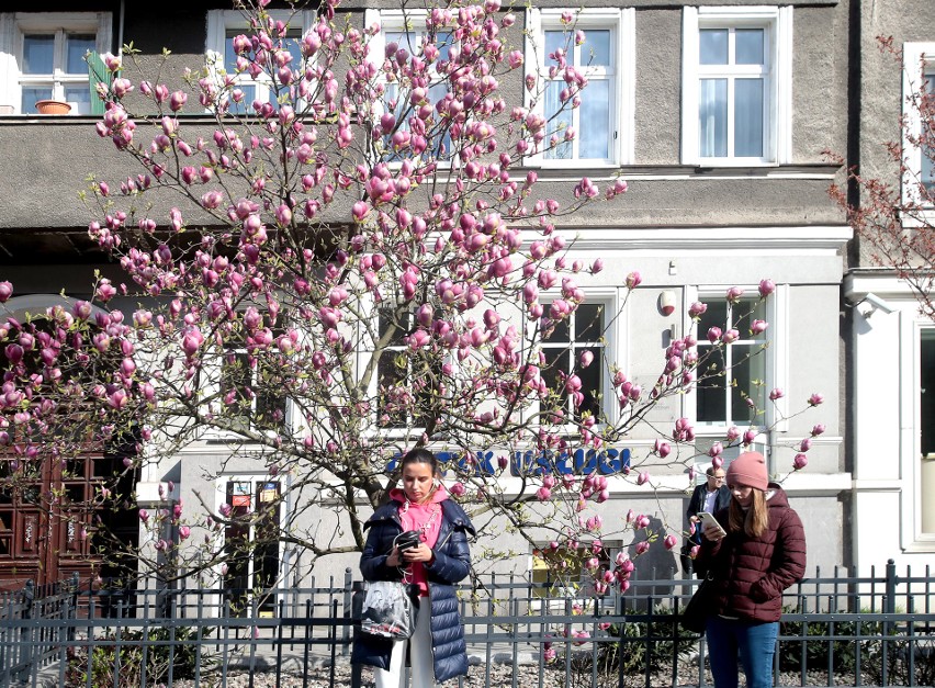 Szczecińskie magnolie rozkwitają! Zobacz też świeże pąki owocowych drzewek [ZDJĘCIA]                              