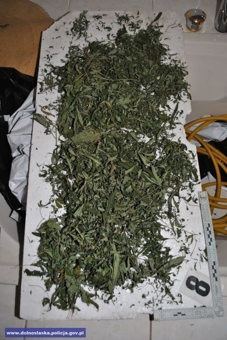 CBŚ walczy z narkotykami. Marihuana i amfetamina za 500 tys. zł na 2 plantacjach (ZDJĘCIA, FILM)