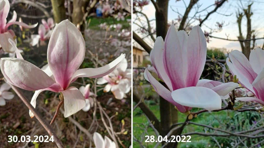 Kwitnienie mojej magnolii zwykle przypadało na połowę...