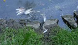 Kolejna masakra ryb w Jeziorze Otmuchowskim. "Trzeba zamontować urządzenia odstraszające"