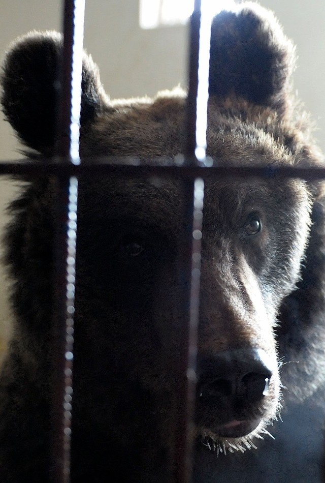 Niedźwiedzica czasowo przebywa we wrocławskim zoo.