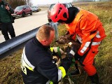 Stawy Monowskie. Strażacy uratowali tonącą w kanale sarnę