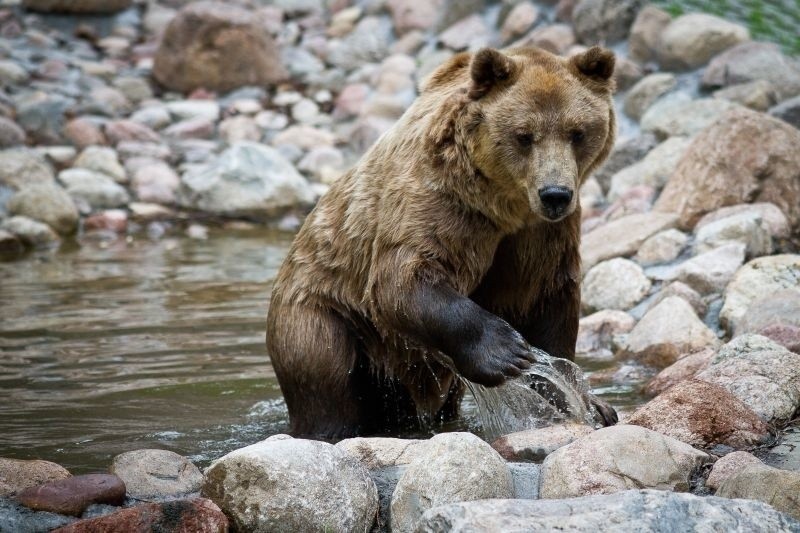 Nie żyje niedźwiedź Grześ z białostockiego Akcent ZOO