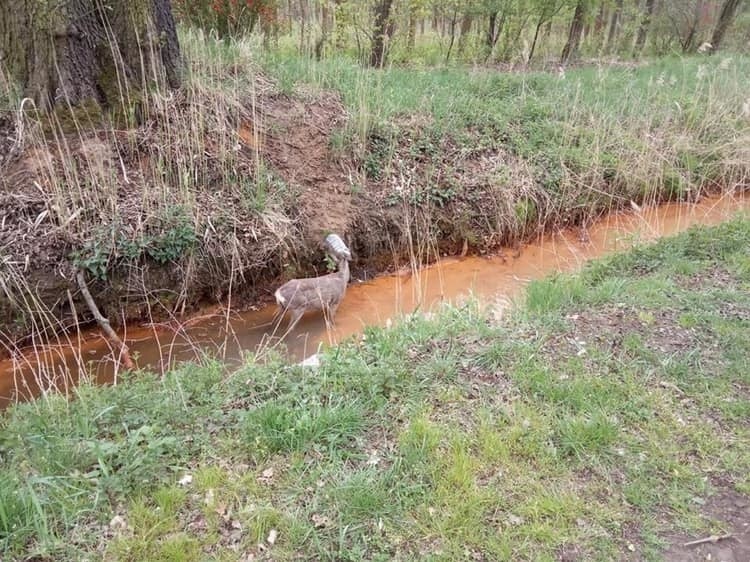 Sarna z butelką na głowie