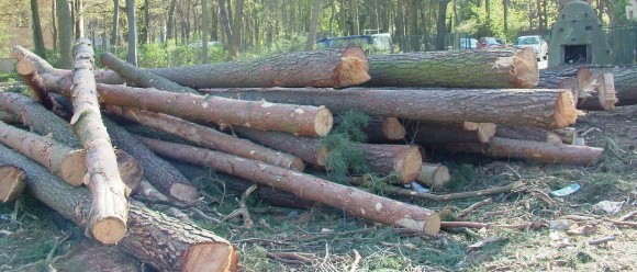 Po kłodach i pniach dzisiaj nie ma już ani śladu, ale nasze zdjęcia dobrze pokazują skutki nielegalnej wycinki.