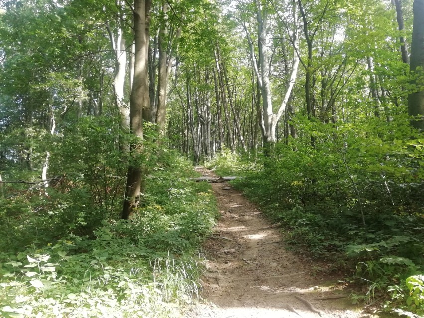 Beskid Niski i góra Cergowa z wieżą widokową. Takie widoki tylko na Podkarpaciu [ZDJĘCIA]