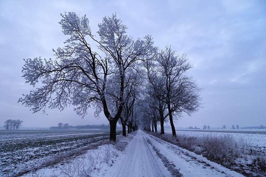 Sucholeski Klub Fotograficzny znowu zachwyca. Tym razem...