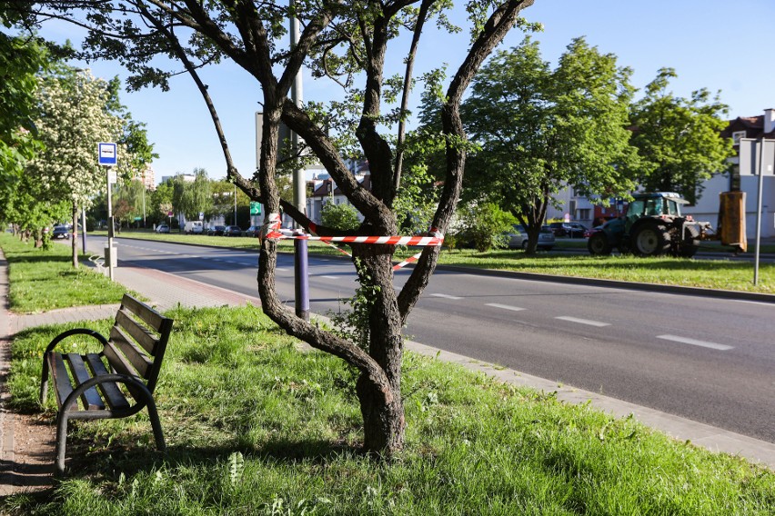 Kraków. Zaprotestowali przeciw wycince drzew w związku z budową linii tramwajowej do Mistrzejowic [ZDJĘCIA]