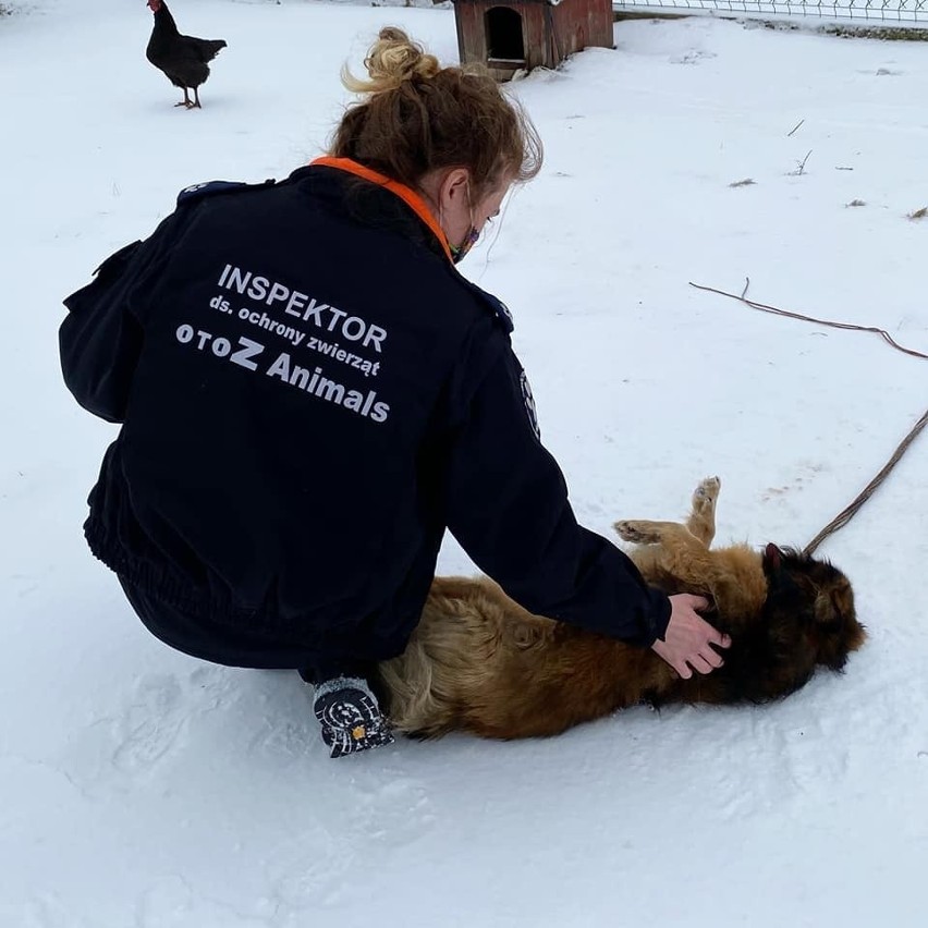 Wiele interwencji inspektorów OTOZ Animals w Oświęcimiu było...