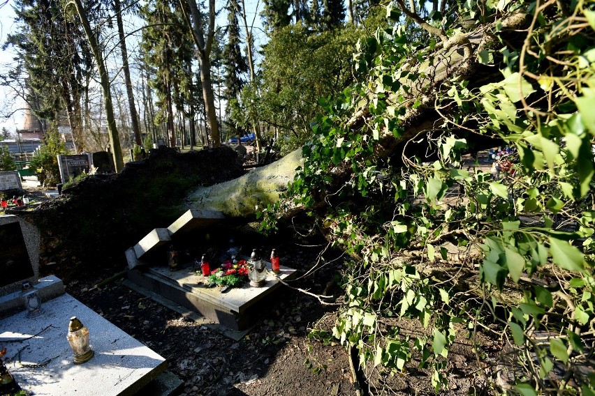 Cmentarz Centralny w Szczecinie po wichurze: połamane i powalone drzewa, uszkodzone pomniki [ZDJĘCIA]