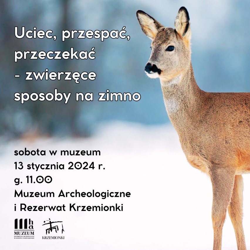Ciekawe warsztaty o zwierzętach w Muzeum Archeologicznym i Rezerwacie Krzemionki