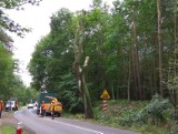 Wycięli drzewa z alei w Puszczykowie pod budowę ścieżki rowerowej. Mieszkańcy martwią się, że kolejne okazy zostaną uszkodzone