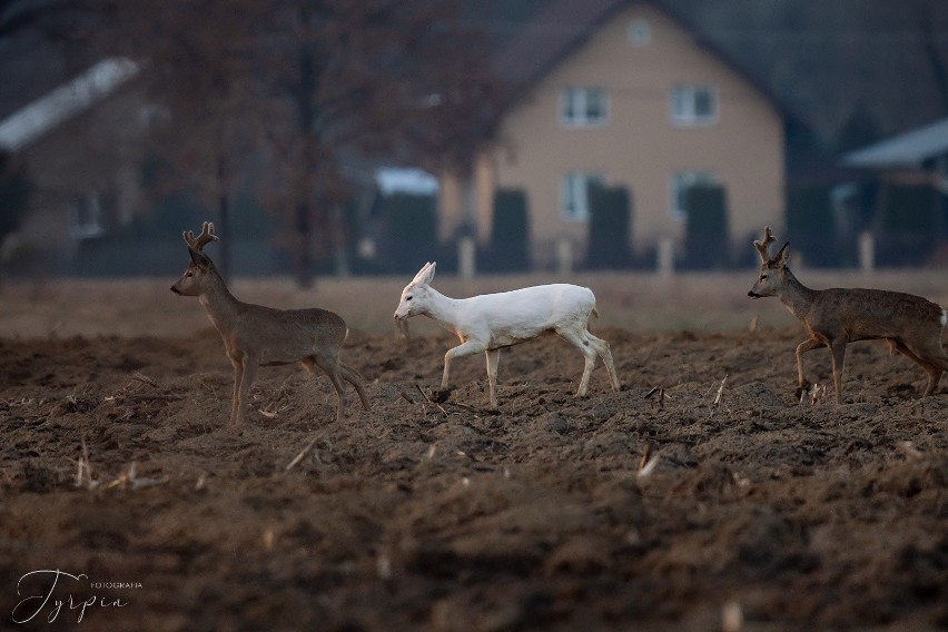 Biała sarna wyróżnia się spośród innych osobników ze stada