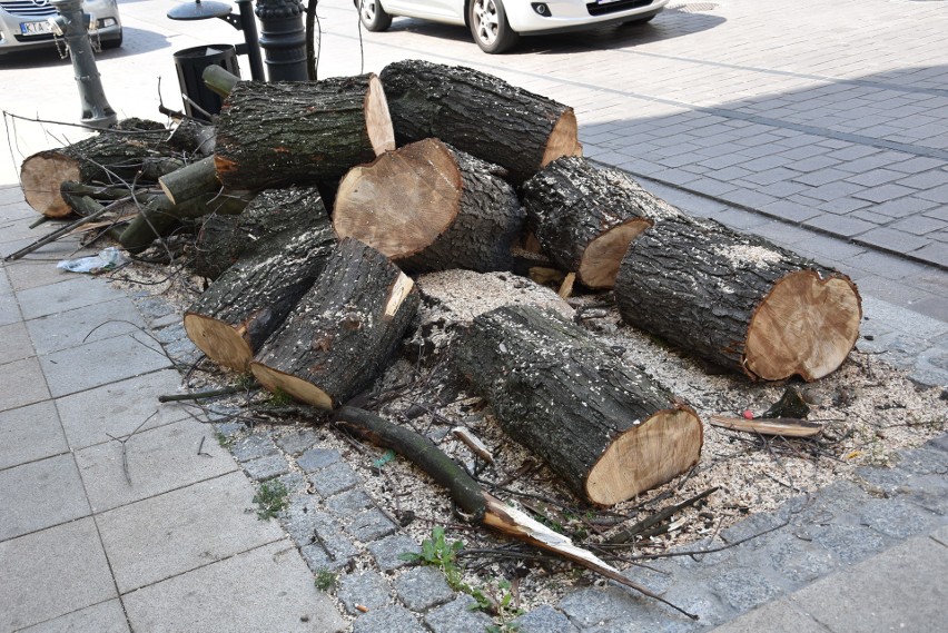 Tarnów. Jak nie wycinki, to uschnięte drzewka. Społeczna akcja receptą na ratowanie zieleni?