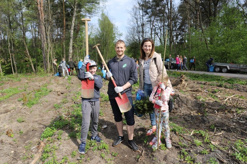 Białystok. Odnawianie lasu zniszczonego przez burzę. Sadzenie drzewek na Antoniuku (zdjęcia, wideo)