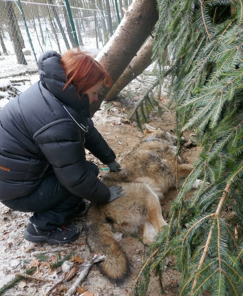 Wilk Miko cudem przeżył. Dziś biega po lesie z Hardą, swoją towarzyszką