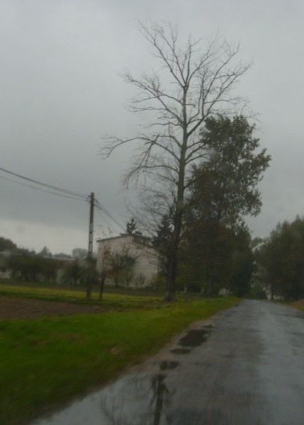 Uschnięta i nadpiłowana topola znajduje się tuż przy drodze we wsi Gutów.