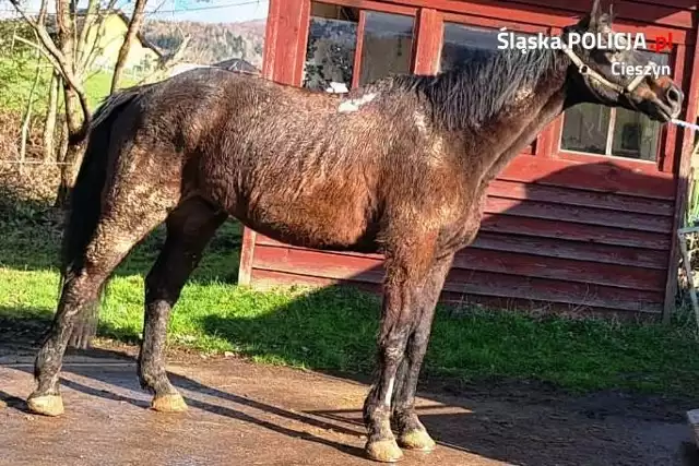 Szokujące sceny w woj. śląskim. Policja odebrała właścicielowi wychudzone konie