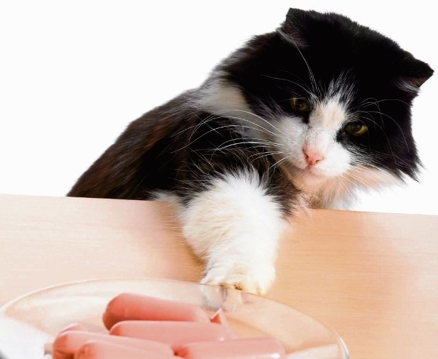 Kot przyzwyczajony do dokarmiania przysmakami z ludzkiego talerza nie tylko żebrze, ale potrafi także podkradać nasze jedzenie