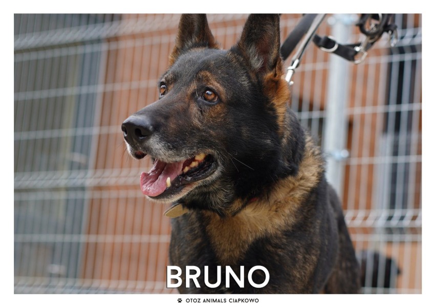 IMIĘ: BRUNO (96/20)...