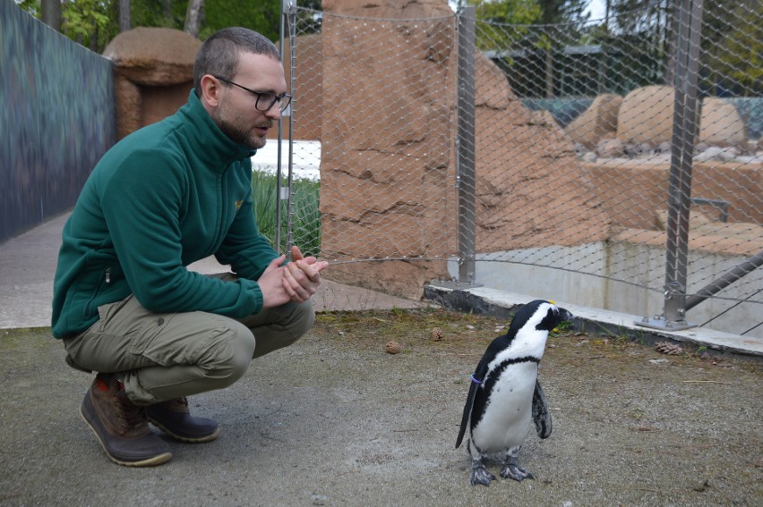 16-miesięczny Janush to gwiazda wrocławskiego zoo