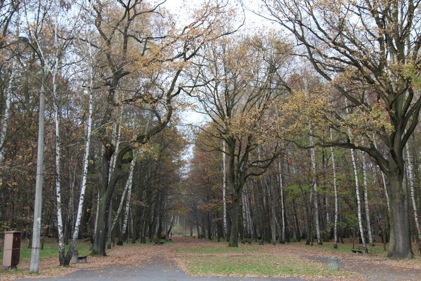 Tak wygląda park Zielona w jesiennych barwach