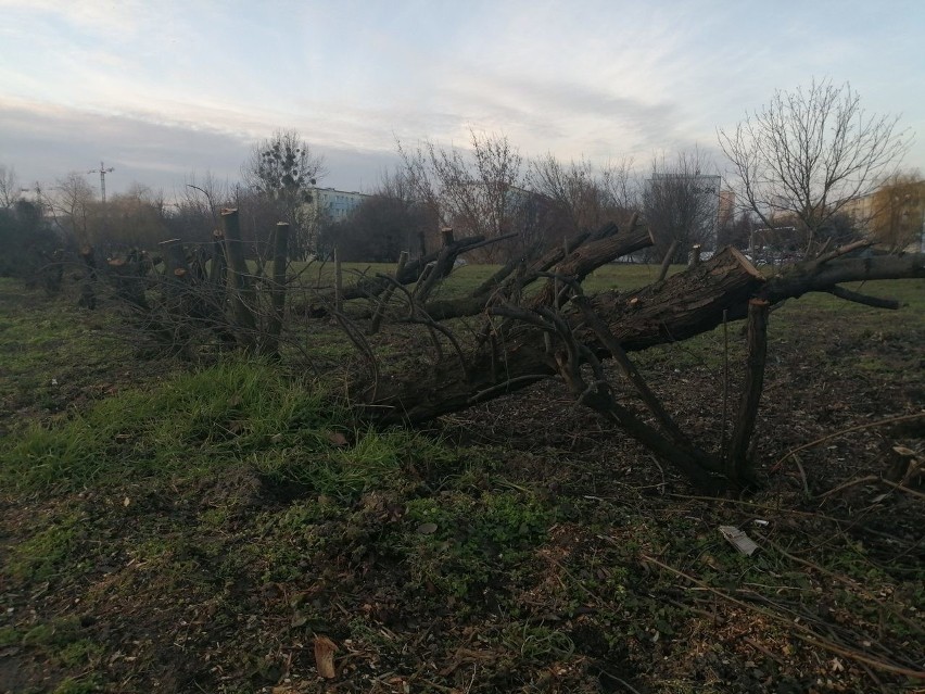 Niektórzy mieszkańcy są zdenerwowani, że na Ratajach wycięto...