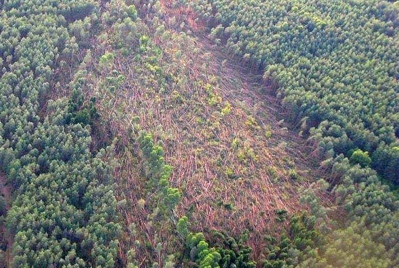 Burza 19.07.2015: Trąba powietrzna spustoszyła lasy w powiecie bielskim (zdjęcia)