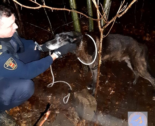 Pies przywiązany był do drzewa w niewielkim lesie na Andrzejowie, niedaleko autostrady A1.3 stycznia strażnicy miejscy z Animal Patrolu otrzymali zgłoszenie o psie przywiązanym do drzewa. Znajdował się w niewielkim lesie na Andrzejowie, blisko autostrady A1. Pies miał szczęście w nieszczęściu, gdyż zauważyło go małżeństwo, które spacerowało tam ze swoimi psami. Ale nie wiadomo jak długo psiak tu przebywał.Zwierzę okazało się starszym psem. Na szyję miał założoną kolczatkę, a do niej przywiązany był sznur przymocowany do drzewa. Prawdopodobnie ktoś pozbył się starszego zwierzęcia...Psiak zabrany został do  Schroniska dla Zwierząt w Łodzi przy ul Marmurowej.