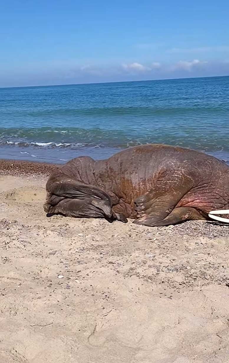 Na plaży w gminie Mielno pojawił się mors arktyczny