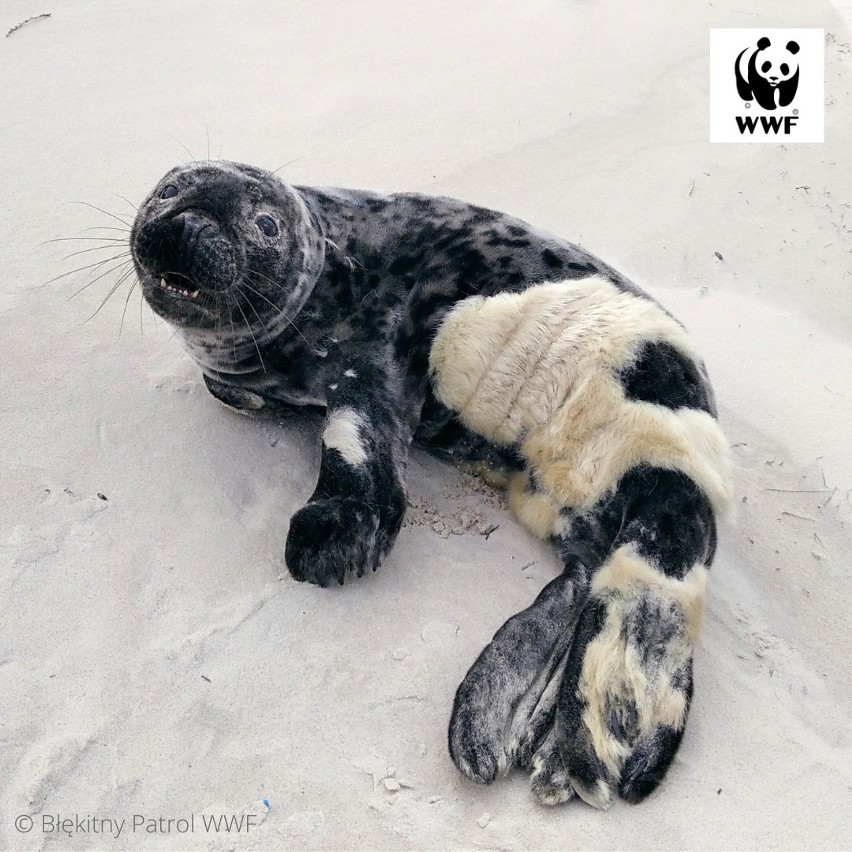 Jak informuje organizacja ekologiczna WWF, jej wolontariusze...