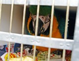 8 papug z przemytu w zamojskim zoo