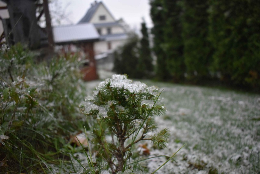 Zakopane zabieliło się. W nocy spadł śnieg. W Tatrach ma sypnąć do 20 cm białego puchu