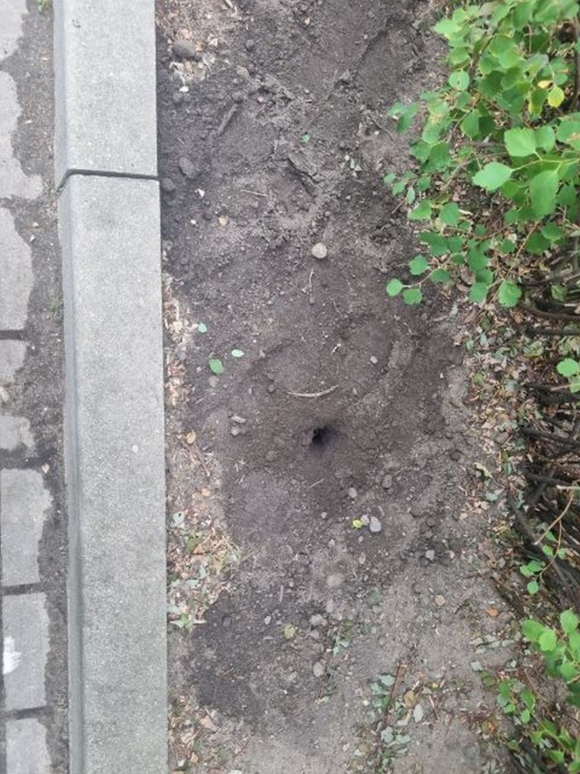 Dziura przy krawężniku na Placu Wolności, którą wykopał szczur.