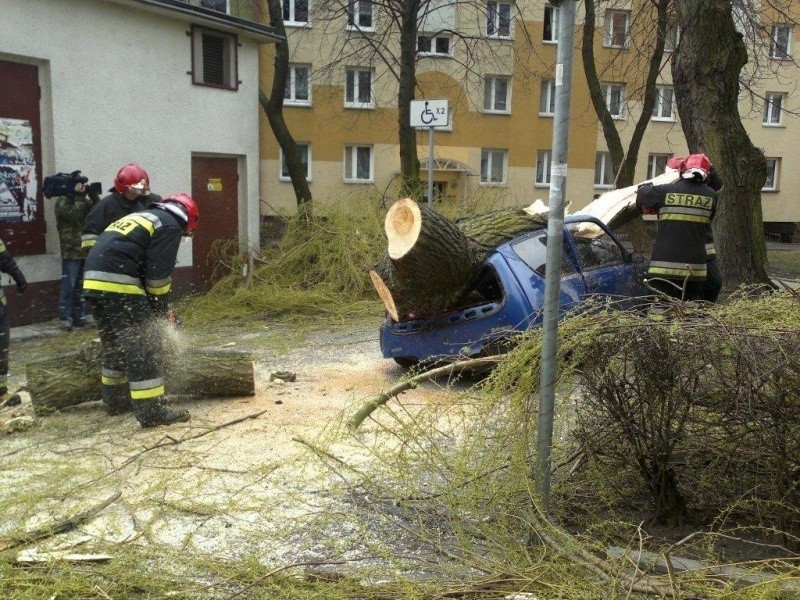 Na ul. Dambonia drzewo runęło na seicento