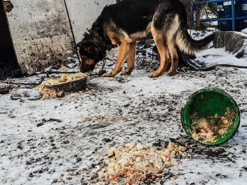 Powiat nowodworski. Policjanci z Nowego Dworu Gd. pomogli zaniedbanemu psu. Zwierzę miało otwartą ranę na szyi... [ZDJĘCIA]
