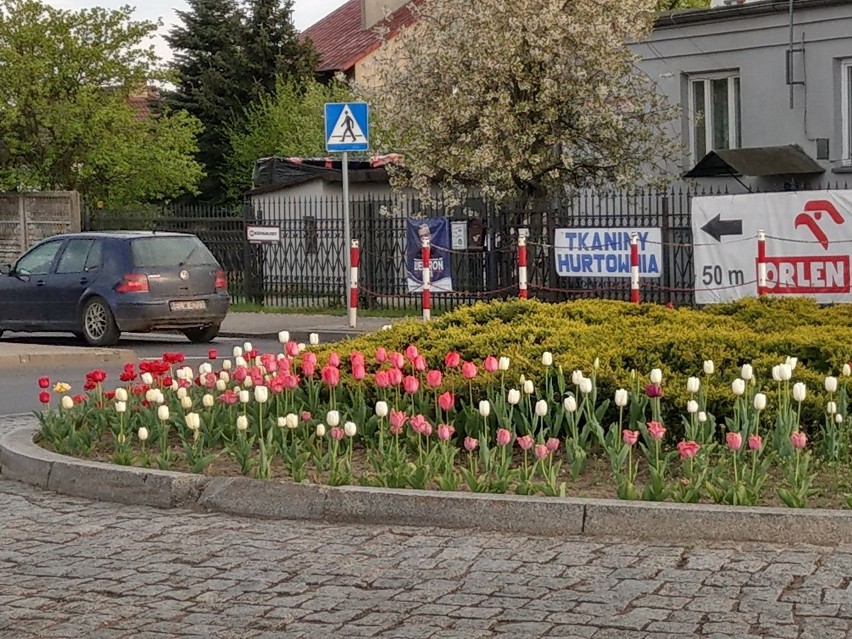 W Koluszkach widać wiosnę - w parku kwitną bratki, na rondach tulipany [ZDJĘCIA]