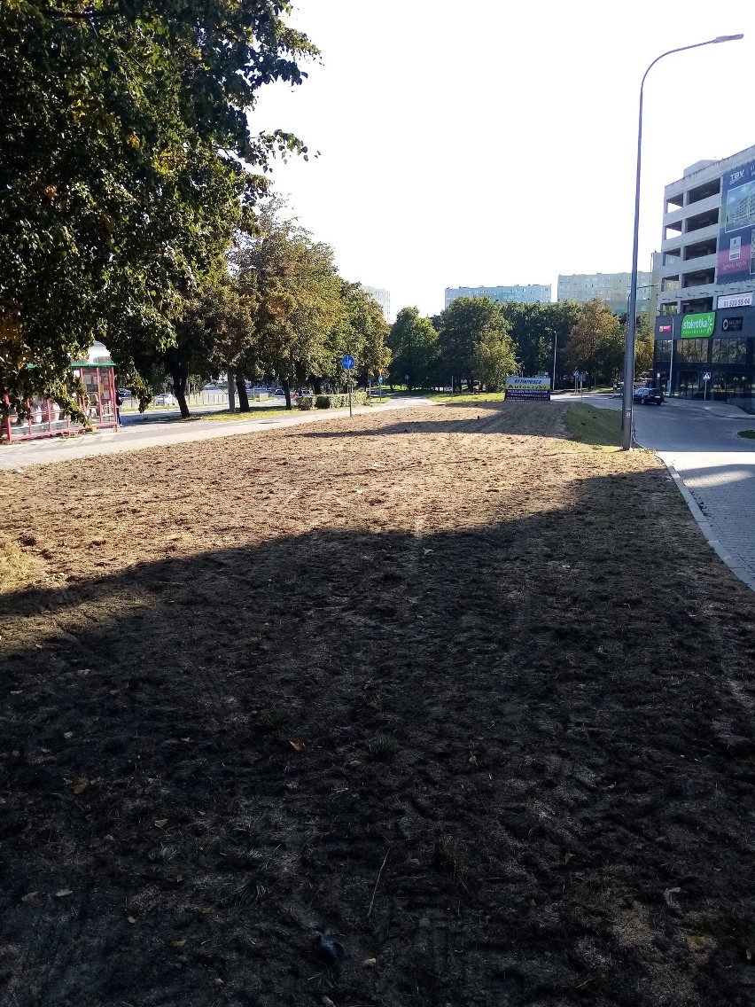 Lublin chwali się nowym elementem zieleni w mieście. Chodzi o murawy ekstensywne