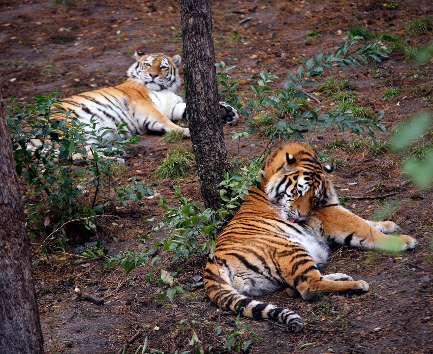 Tygrysy syberyjskie są wielką atrakcją Nowego Zoo w Poznaniu