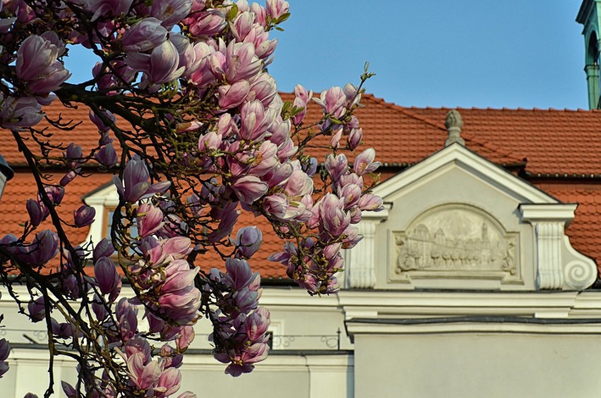 Kwitnące magnolie w Kluczborku.