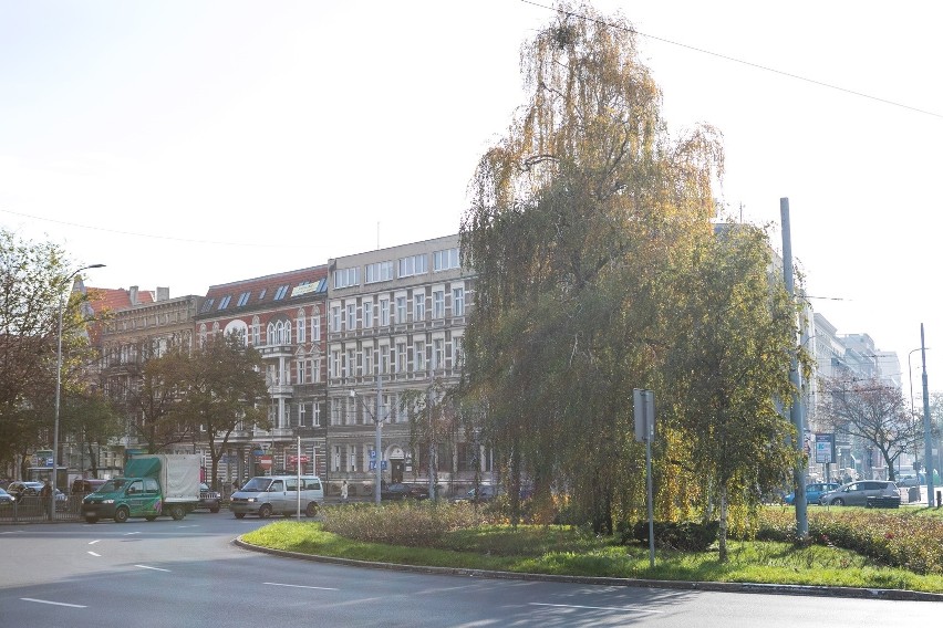 Rozwój czy ekologia? Miejscy aktywiści chcą wstrzymać wycinkę drzew w ciągu ulicy Piłsudskiego w Szczecinie