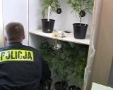 Wpadł, bo zapalił skręty z własnej plantacji